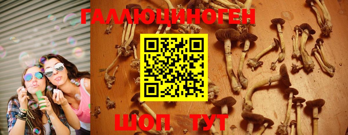 Псилоцибиновые грибы Psilocybe Кизилюрт